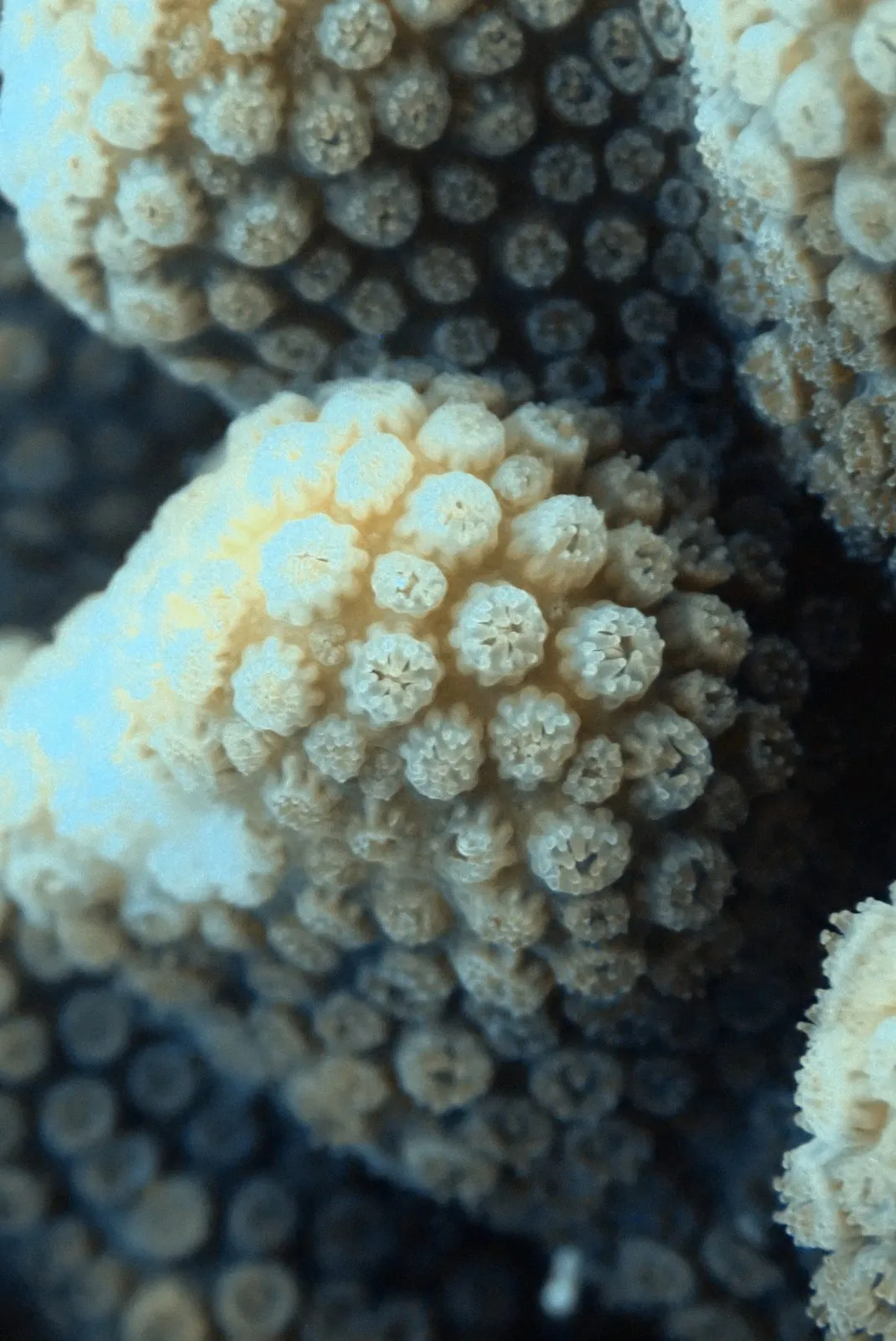 Close-up of coral polyps