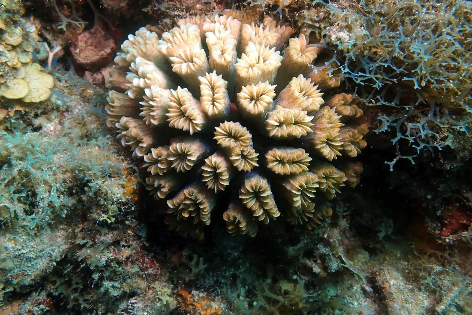 A rounded coral colony growing among other reef life