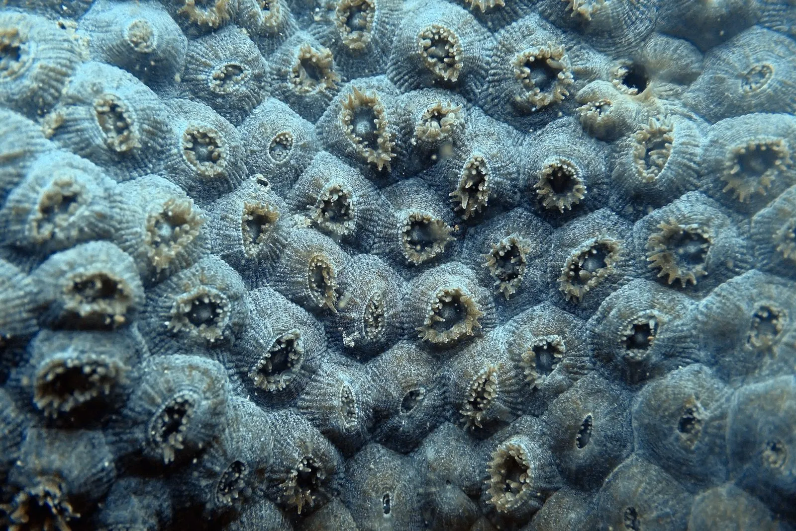 Close-up of a coral colony's surface, densely packed with corallites