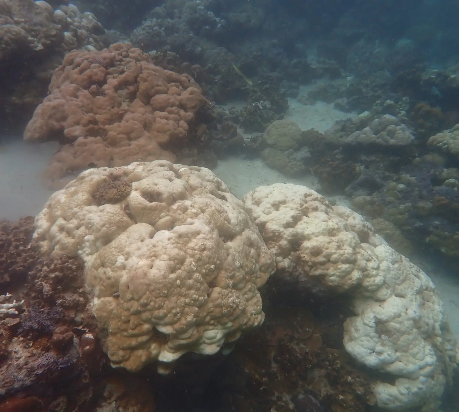 Neighboring coral colonies in different shades, from pale to brown