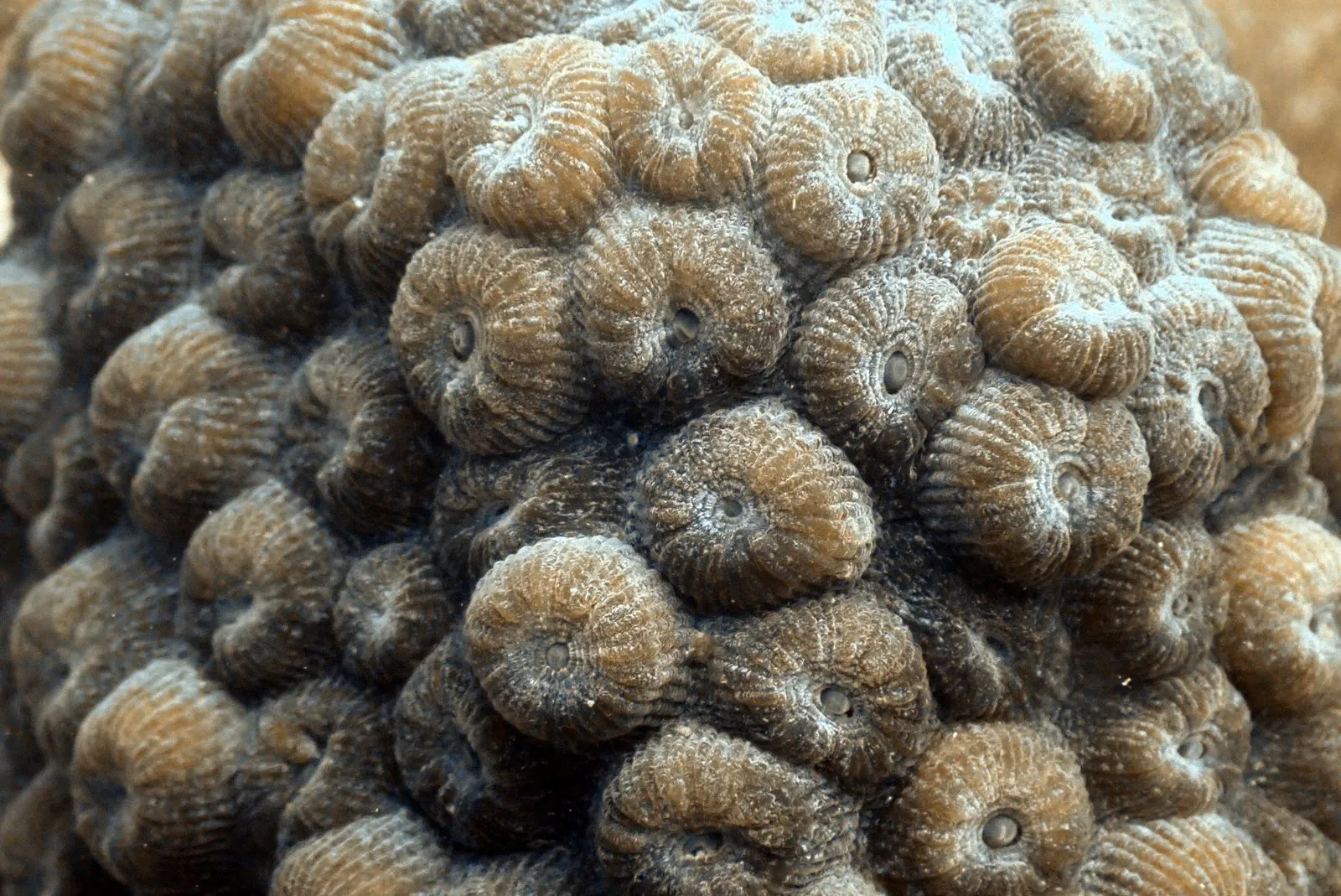 Close-up of rounded coral corallites