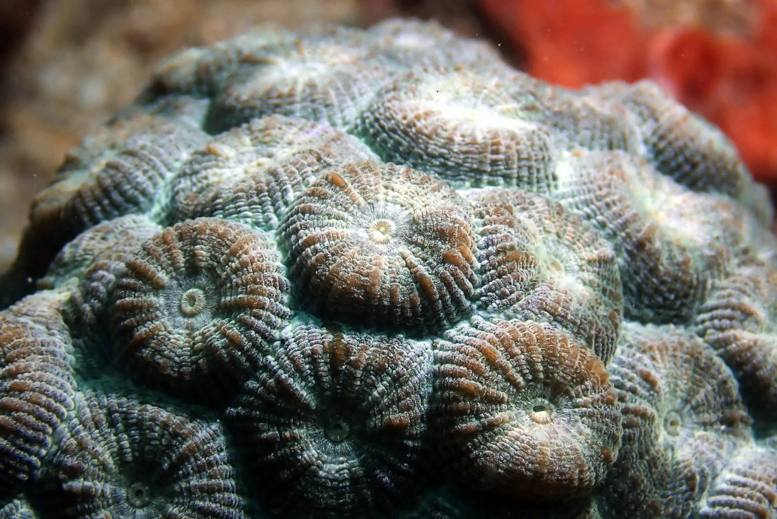 Close-up of a coral colony's ridged surface
