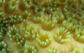 Pale green coral polyps with their tentacles extended, close up