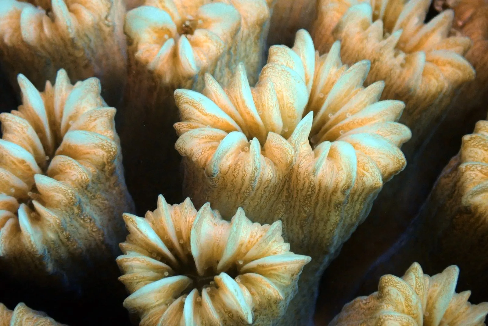 Coral polyps with pale, flower-shaped openings, close up