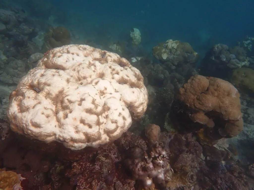 A pale coral colony beside darker, more pigmented colonies on a reef